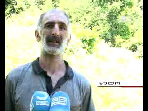 ხულოში მტაცებელი ცხოველების რაოდენობა მატულობს