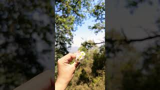 💚..#minivlog #youtube #shortvideo #vlog #garhwali #pahadi