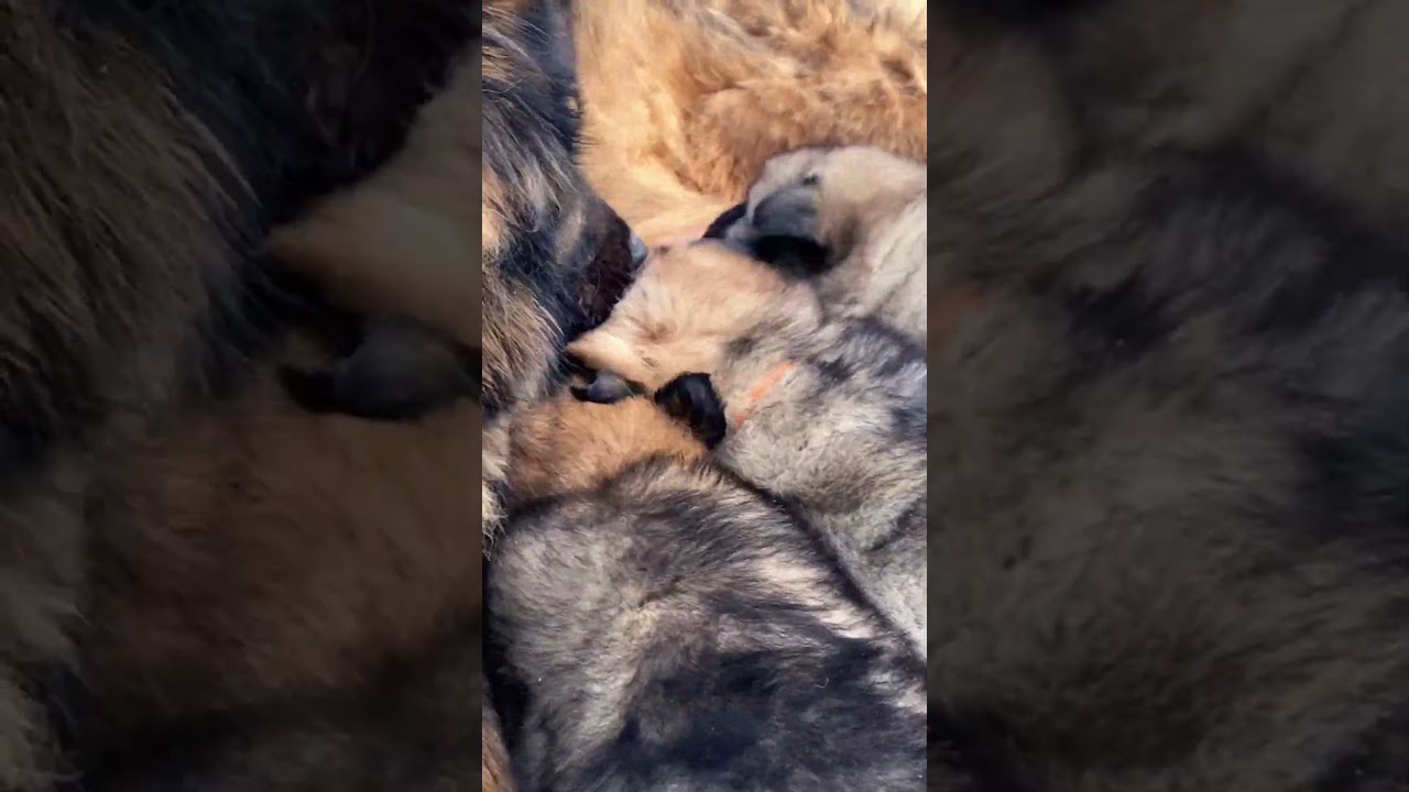 Eurasier puppies feeding - Django with the orange collar