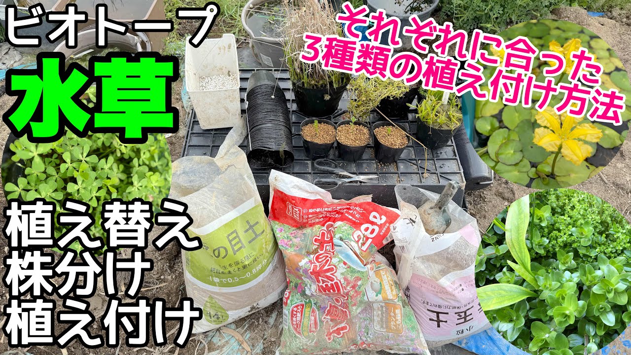 全てのビオトープ水草の植え替え、株分け、植え付け方法が分かります！用途別3つの水草植え付け方法！土は？肥料は？メダカ睡蓮ビオトープ