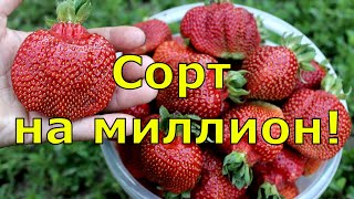 КЛУБНИКА. Лучшие сорта клубники. Вкусная и урожайная садовая земляника - 5 