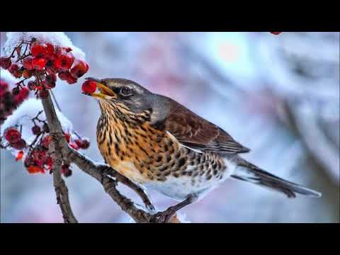 🐦Ardıç Kuşunun Şarkısı 🐦Kuş Sesleri🐦Dinlendirici ve  Rahatlatıcı Kuş Sesi Dinle