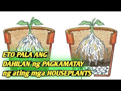 Video: Bakit Namamatay ang mga Houseplant: Paano Maililigtas ang Isang Halamang Panloob na Mamamatay