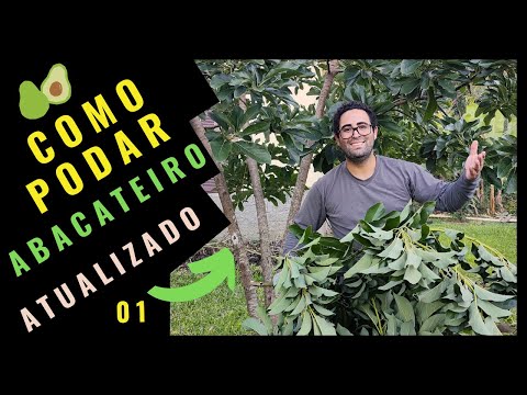 Vídeo: Como podar um abacateiro