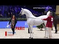 Hariry al shaqab the world platinum champion arabian stallion paris 2019
