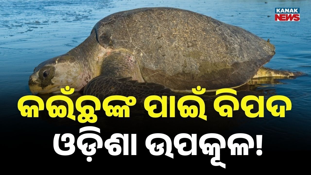 Mass Death of Olive Ridley Turtles in Odisha’s Gahirmatha Marine Sanctuary