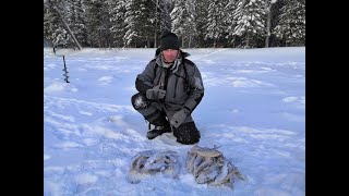 Все Началось С Этой Мощной Поклевки.зимняя Рыбалка На Мормышку На  Ямале.декабрь 2019.