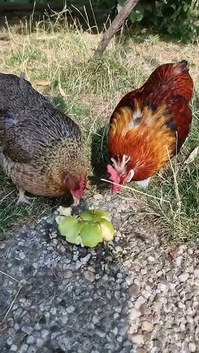 Easy Äpfel an Hühner verfüttern - YouTube