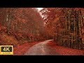 4K Autumn Forest - Relaxing Nature Video 🍁🍂 Increíbles Colores de Otoño 🍁🍂