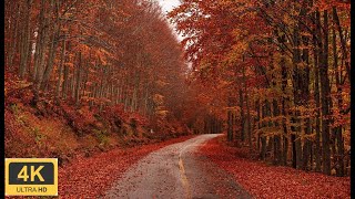 4K Autumn Forest  Relaxing Nature Video  Increíbles Colores de Otoño