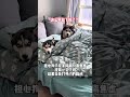 The moment I opened the door, I was depressed. The debut plan for cute pets. The dogs became spe