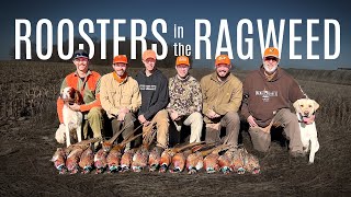 Roosters in the Ragweed  Iowa Pheasant Hunting