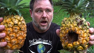 Stop PINEAPPLE Damage & What’s with Pull Apart Peel?