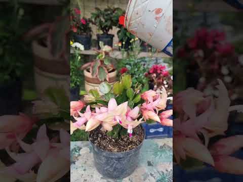filocactus #plantas #jardinería