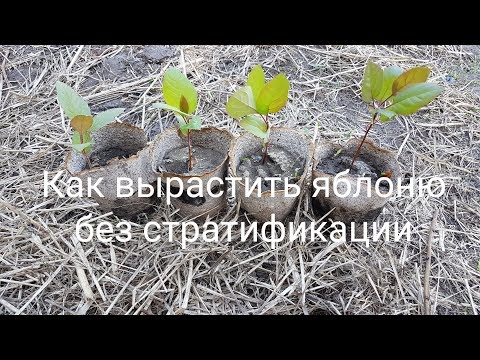 Как вырастить яблоню из косточки