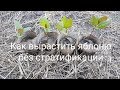 Как вырастить яблоню из косточки