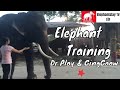 Elephant training with Dr Ploy & GingGaow (1)