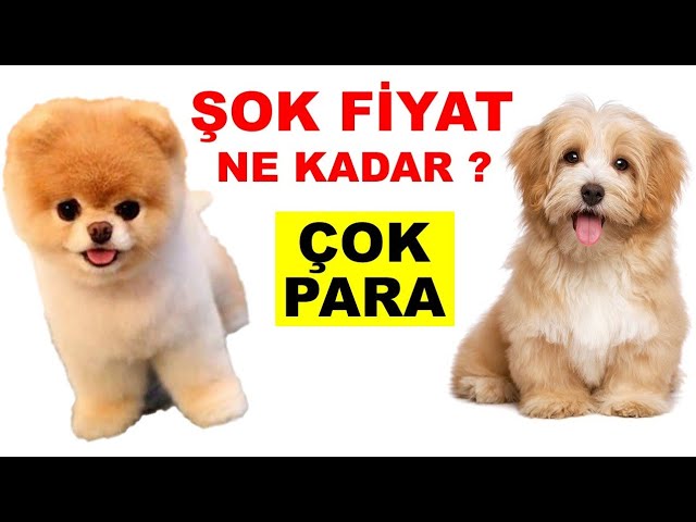 Yavru Kopek Fiyatlari Ne Kadar Petshop Gezimiz Araba Parasina Kopek Var Youtube