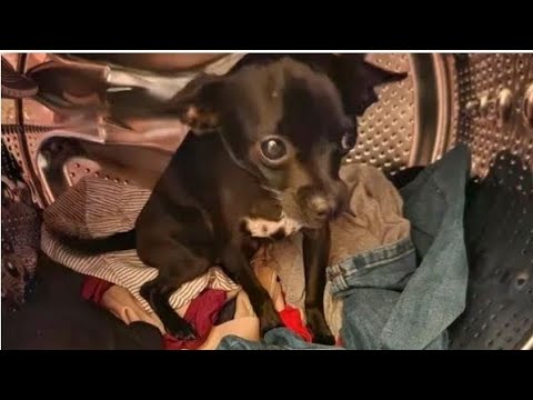 Video: Minik Chihuahua, Dognapped Olmaktan Onun Büyük Köpek Arkadaşına Yardım Ediyor!