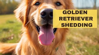 9 Tips To Manage Golden Retriever Shedding