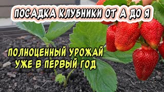 видео: Полноценный урожай клубники размером с кулак в первый год: посадка от А до Я картинка: Полноценный урожай клубники размером с кулак в первый год: посадка от А до Я