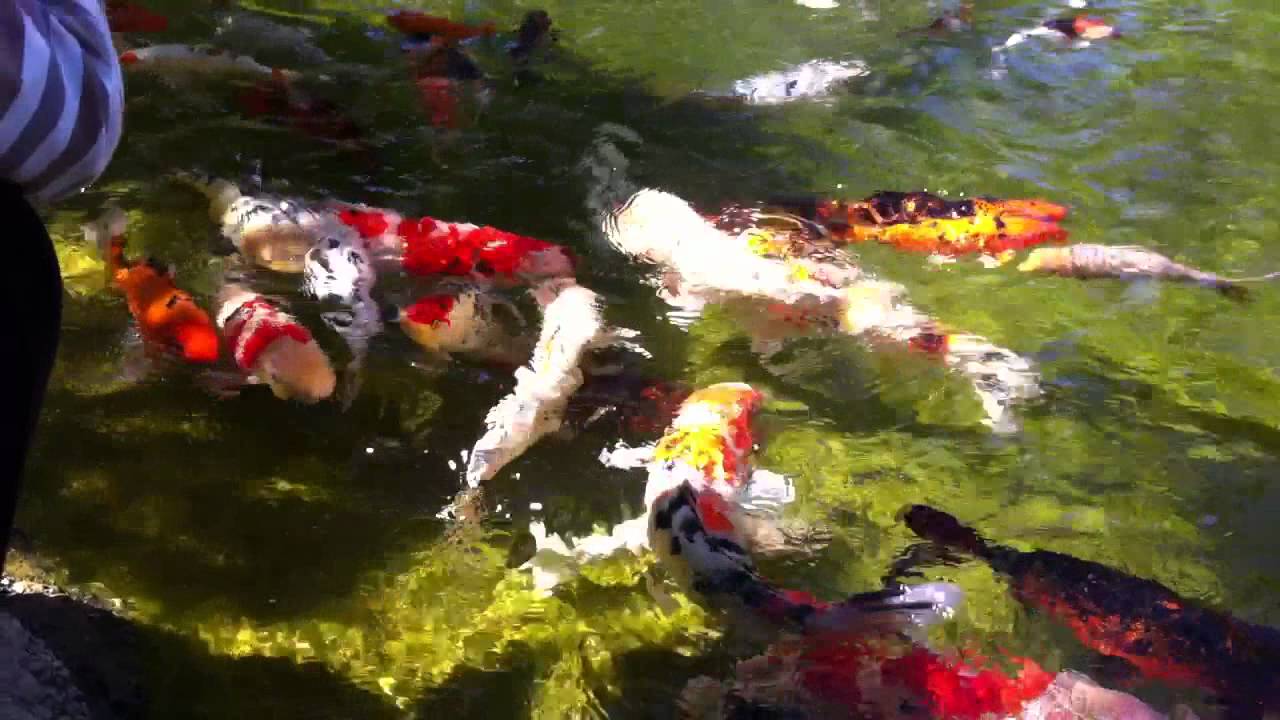 Koi Fish At Earl Burns Miller Japanese Garden At Csulb Youtube