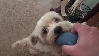 IMG 6588