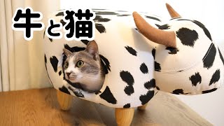 かわいくてオシャレな牛型の猫ハウスを購入！ちゃんと入ってくれるかな？【保護猫／茶トラ／トンキニーズ】