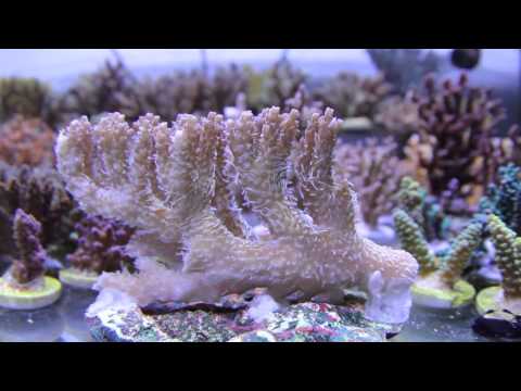 видео: Acropora Hyacinthus