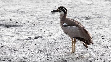Australia Part 30: Beach Stone-curlew and more at Cairns Esplanade & a Michaelmas Cay preview, Oct 8