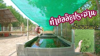 บ่ออิฐประสาน เลี้ยงแหนแดง ทำง่าย ด้วยงบ 2,000 บาท