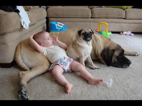 Funny Animals Compilation Funny Videos Of Funny Animals 2015 - YouTube