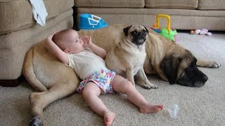 Funny Animals Compilation Funny Videos Of Funny Animals 2015