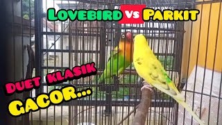 Duet gacor burung parkit vs lovebird