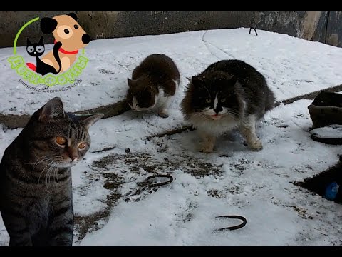 Видео: Отравление кошек (обзор)