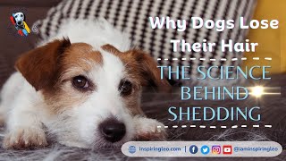 The Science Behind Shedding Why Dogs Lose Their Hair