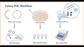 Colony PCR | Screening bacterial colonies | Designing primers