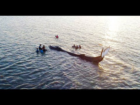 Ballena Punta Rasa 4K