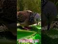 Cu Gáy Gù Bổ 4 Phía Bird