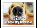 12 Hour Video Music To Relax Your Dog During Times Of Restlesness