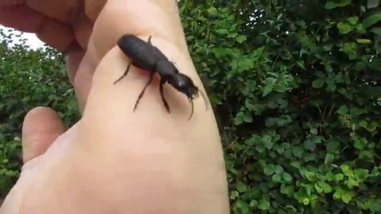 Handling an Angry Devil's Coach-horse Beetle - YouTube