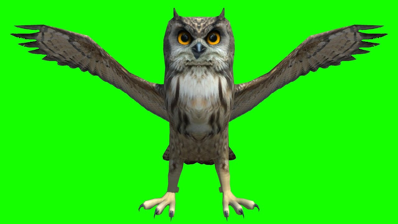 Owl Animation green screen video footage no copyright