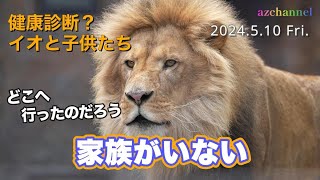 【旭山動物園ライオン】イオと子供たちが不在もうじゅう館に響き渡るオリトの咆哮