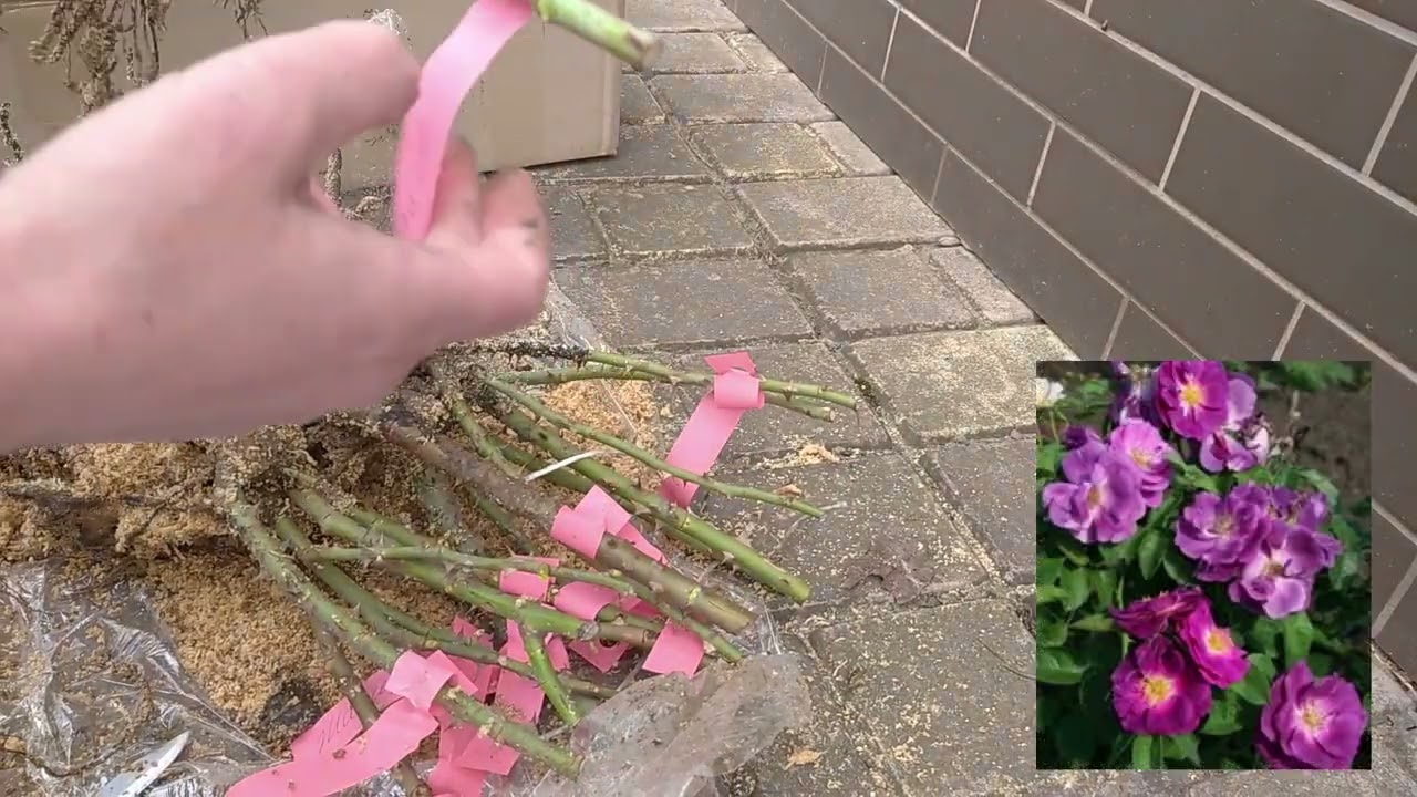 Огляд (розпаковка) саджанців троянд від розплідника 