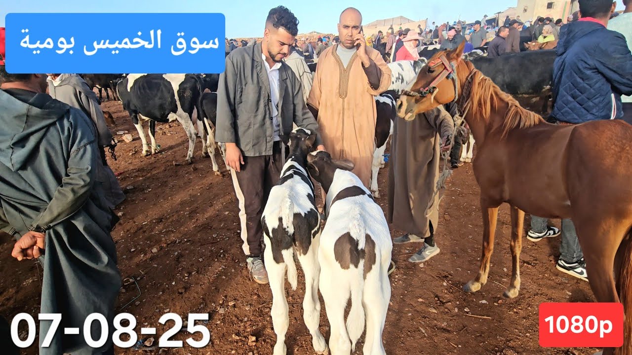 مباشرة #سوق #الماشية 🐄🐂🐃#بومية إقليم #ميدلت الخميس07-08-25،ثمن العجل ألعجلة الكسابية البقرة لتابعة 