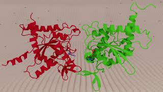 Draft Molecular Recognition at Septin Interfaces