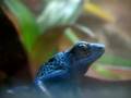 Barrycatblue frog in toronto zoo