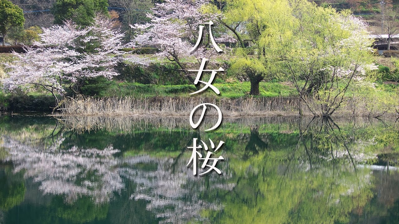 八女の桜