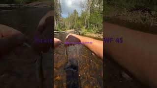 Воблер сделал всю рыбалку по низкой воде #reels #shorts #streamfishing #browntroutfishing #bfsreel