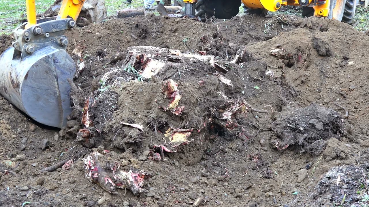Enlèvement d'une souche d'arbre à la mini-pelle